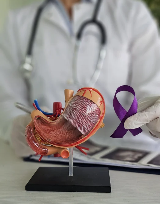 Healthcare worker shows a purple ribbon next to a model of the human stomach and organs